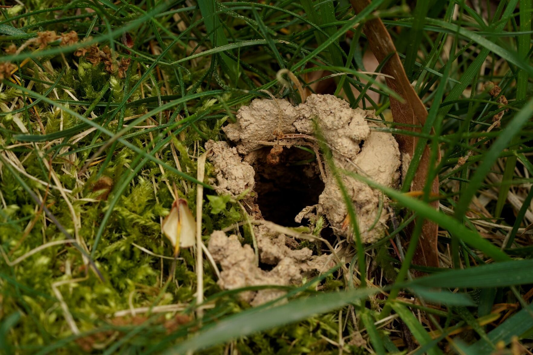 Cicada Invasion